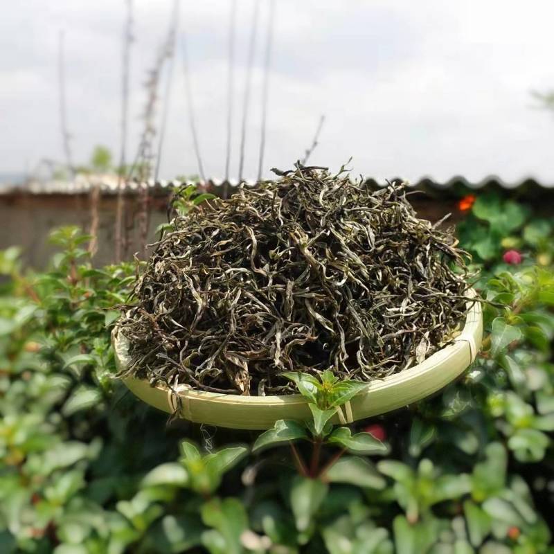 2022年新茶上市云南大理普洱生普头春茶生态野放茶散包邮