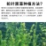 轮叶黑藻水草灯笼草鱼虾蟹高温水池量大从优批发包邮