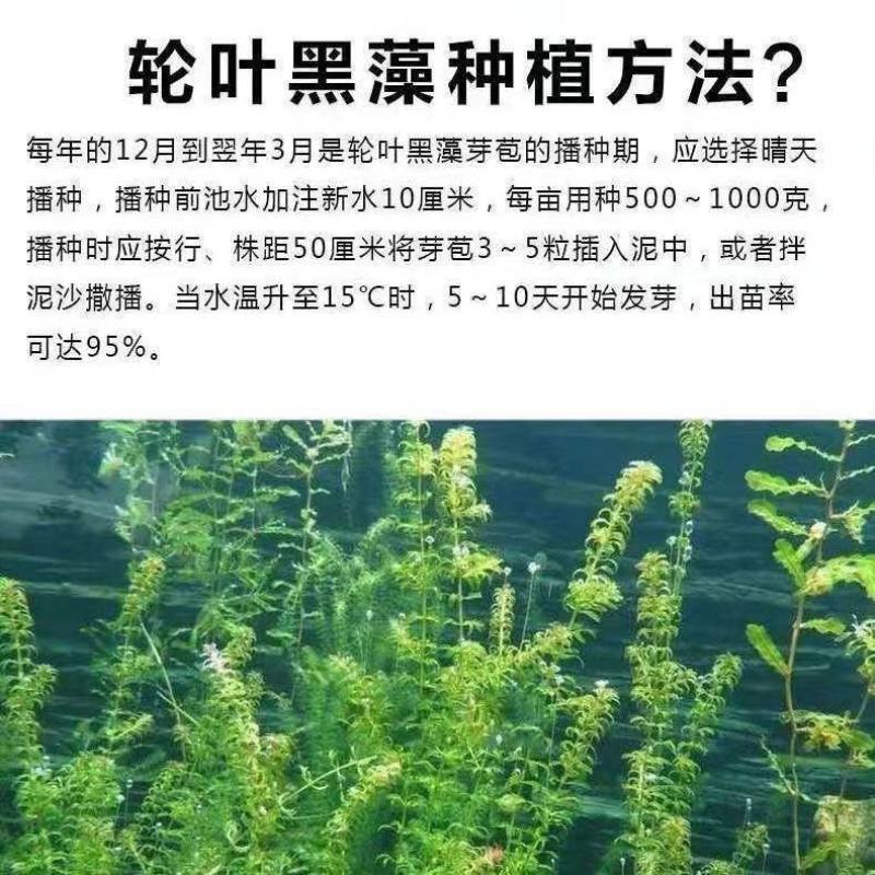 轮叶黑藻水草灯笼草鱼虾蟹高温水池量大从优批发包邮