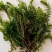 轮叶黑藻水草灯笼草鱼虾蟹高温水池量大从优批发包邮