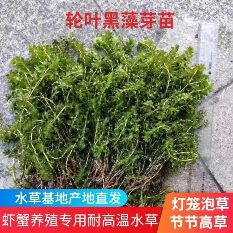 轮叶黑藻水草灯笼草鱼虾蟹高温水池量大从优批发包邮