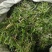 轮叶黑藻水草灯笼草鱼虾蟹高温水池量大从优批发包邮