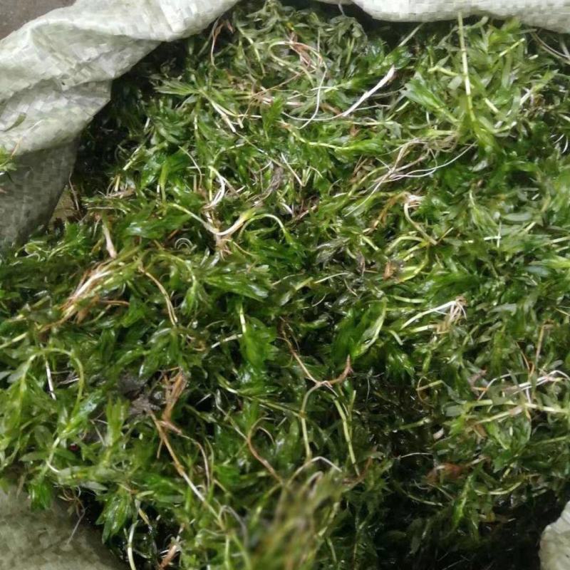 轮叶黑藻水草灯笼草鱼虾蟹高温水池量大从优批发包邮