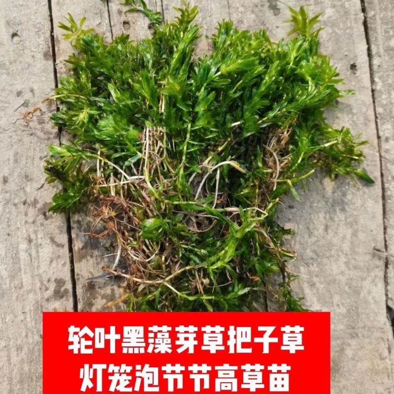 轮叶黑藻水草灯笼草鱼虾蟹高温水池量大从优批发包邮