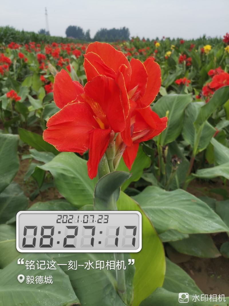 矮化红花，黄花美人蕉芽头保存完好保证品种