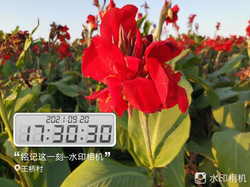 矮化红花，黄花美人蕉芽头保存完好保证品种