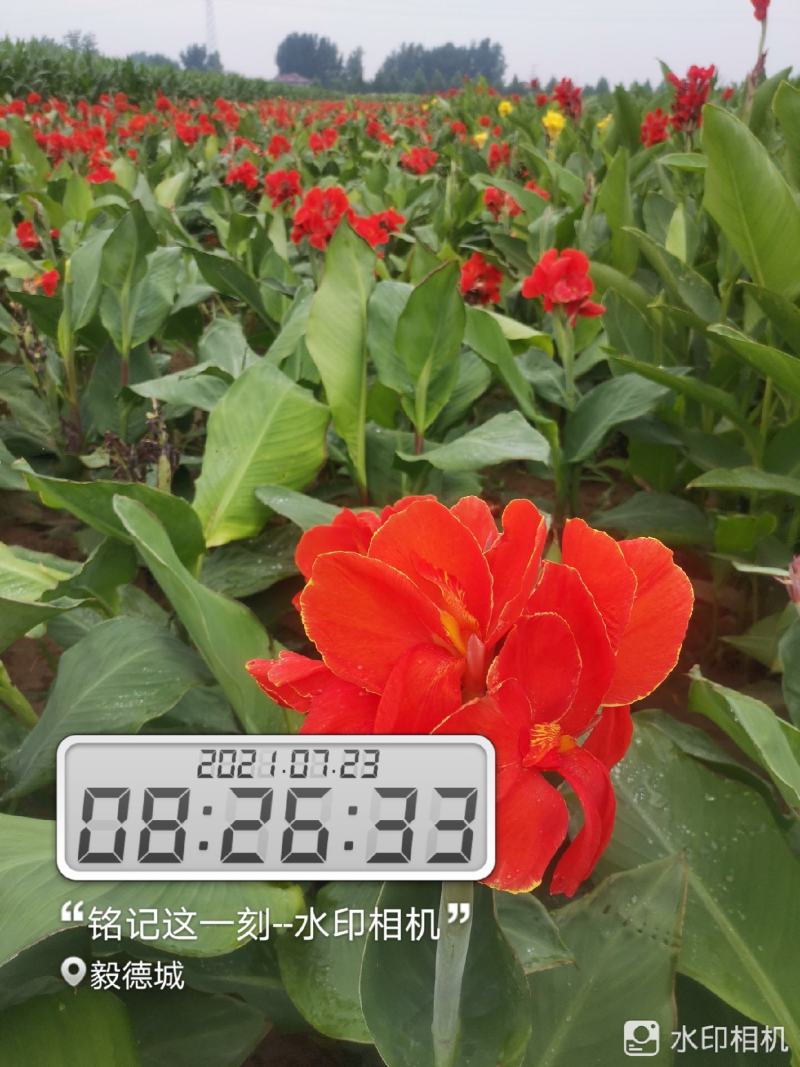 矮化红花，黄花美人蕉芽头保存完好保证品种