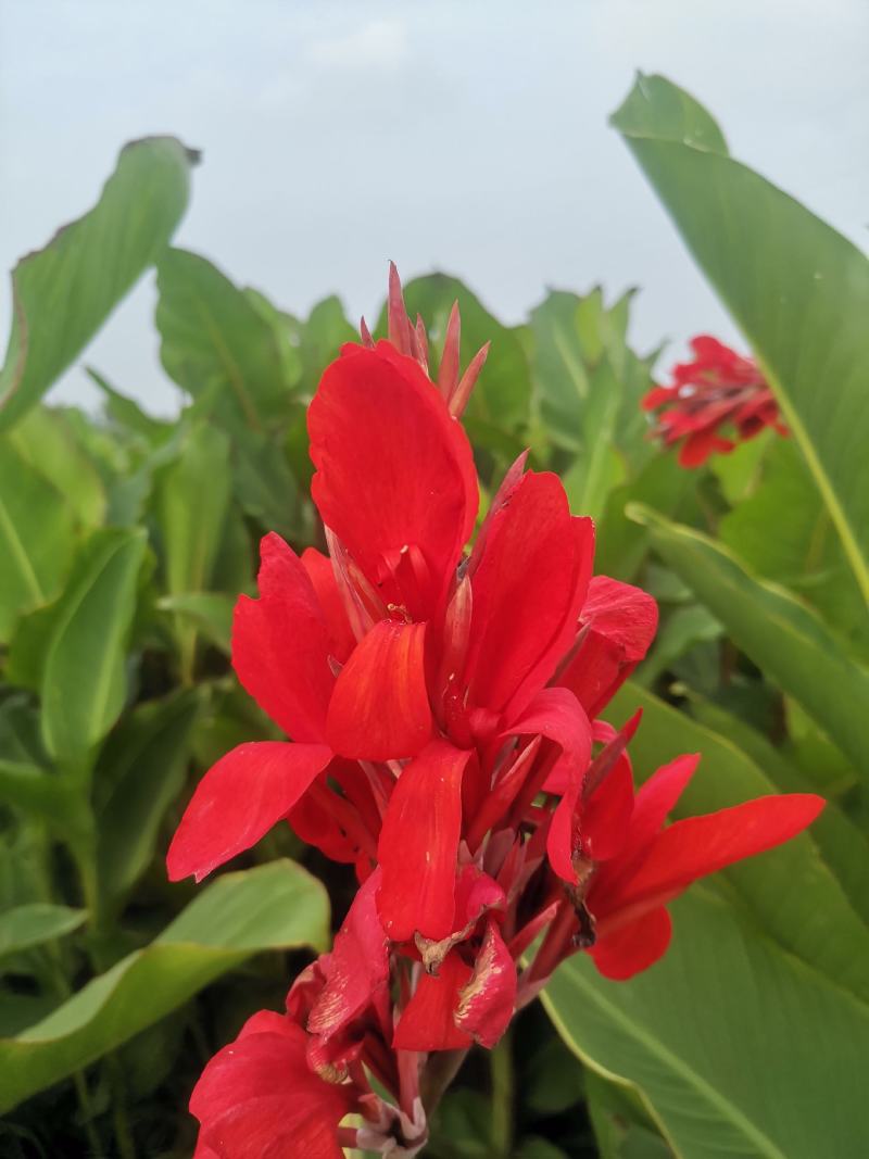 矮化红花，黄花美人蕉芽头保存完好保证品种