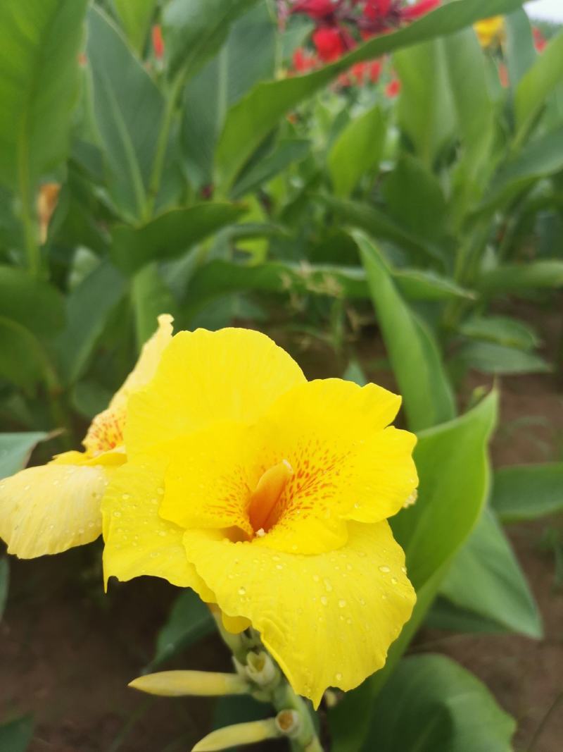 矮化红花，黄花美人蕉芽头保存完好保证品种