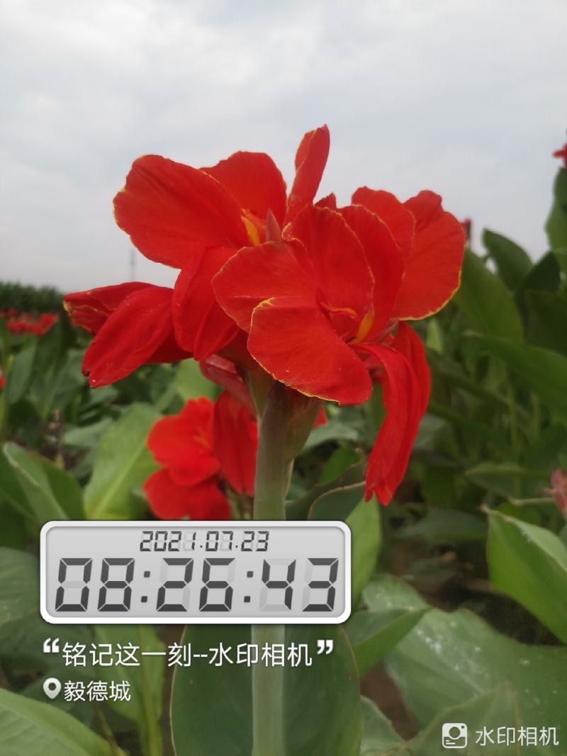 矮化红花，黄花美人蕉芽头保存完好保证品种