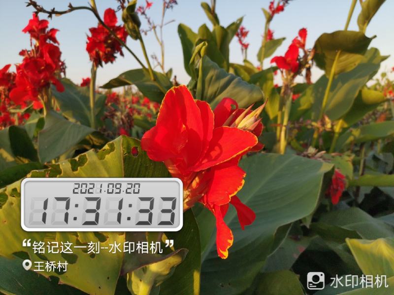 矮化红花，黄花美人蕉芽头保存完好保证品种