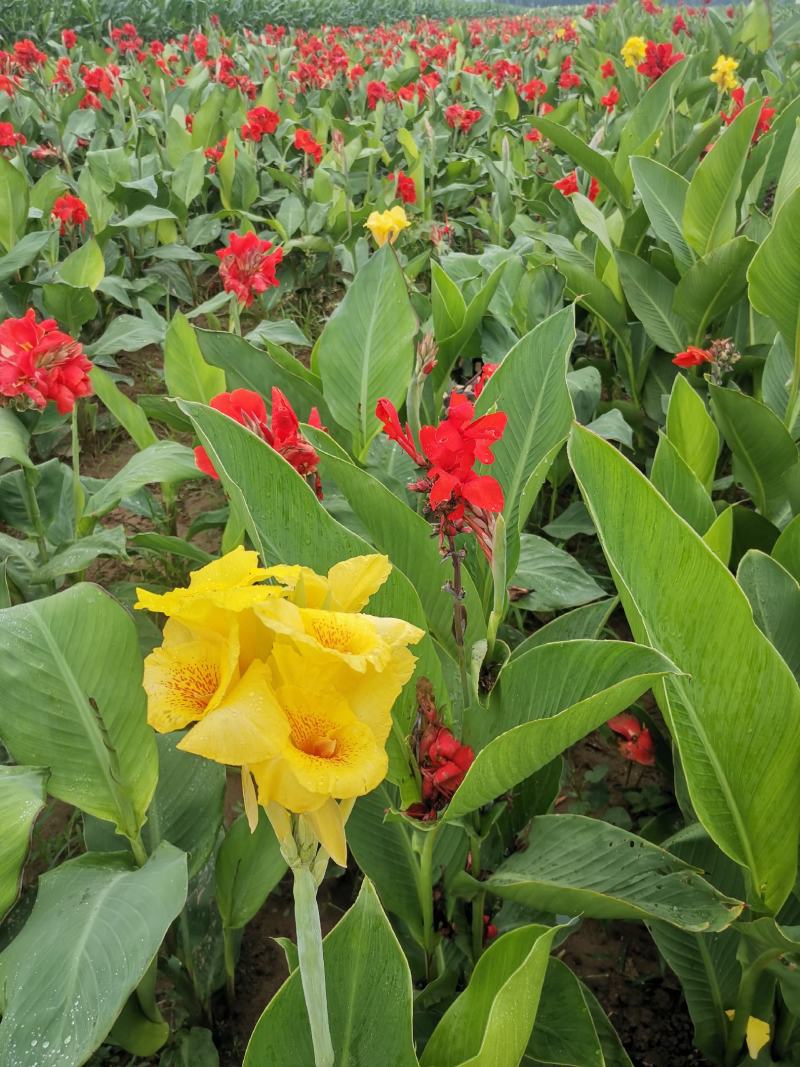 矮化红花，黄花美人蕉芽头保存完好保证品种