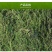 轮叶黑藻芽孢水草龙虾螃蟹养殖专用增氧净化水质节节草灯笼泡