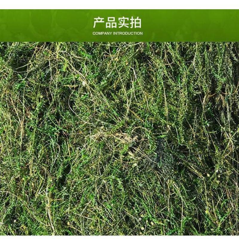 轮叶黑藻芽孢水草龙虾螃蟹养殖专用增氧净化水质节节草灯笼泡