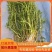 轮叶黑藻芽孢水草龙虾螃蟹养殖专用增氧净化水质节节草灯笼泡