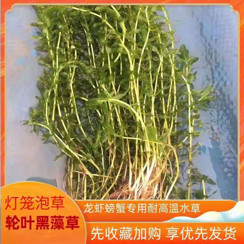 轮叶黑藻芽孢水草龙虾螃蟹养殖专用增氧净化水质节节草灯笼泡