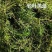 轮叶黑藻芽孢水草龙虾螃蟹养殖专用增氧净化水质节节草灯笼泡