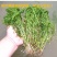 轮叶黑藻芽孢水草龙虾螃蟹养殖专用增氧净化水质节节草灯笼泡