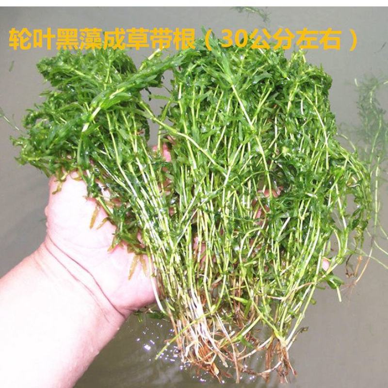 轮叶黑藻芽孢水草龙虾螃蟹养殖专用增氧净化水质节节草灯笼泡