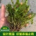 轮叶黑藻芽孢水草龙虾螃蟹养殖专用增氧净化水质节节草灯笼泡