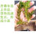 轮叶黑藻芽孢水草龙虾螃蟹养殖专用增氧净化水质节节草灯笼泡