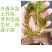 轮叶黑藻芽孢水草龙虾螃蟹养殖专用增氧净化水质节节草灯笼泡