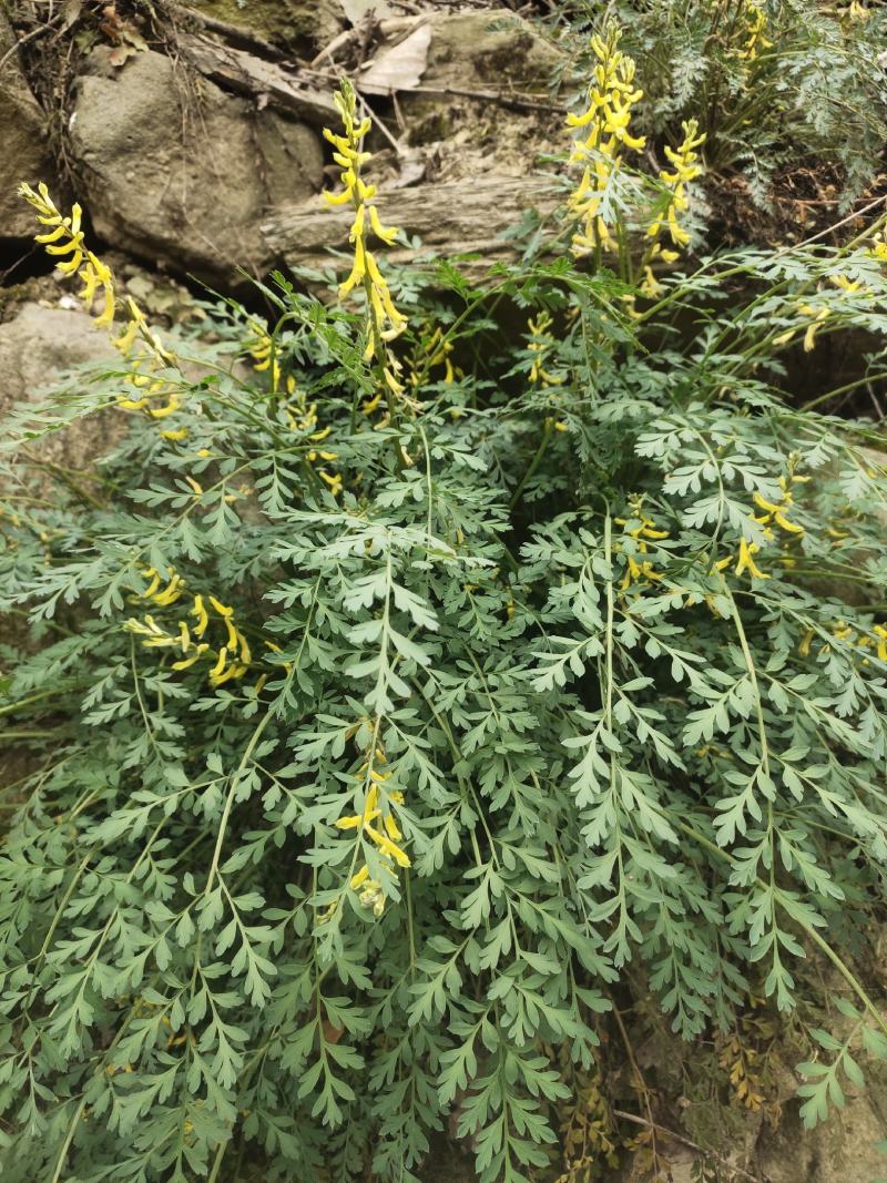 甘肃陇南纯野生岩黄连，自采自销常年有货