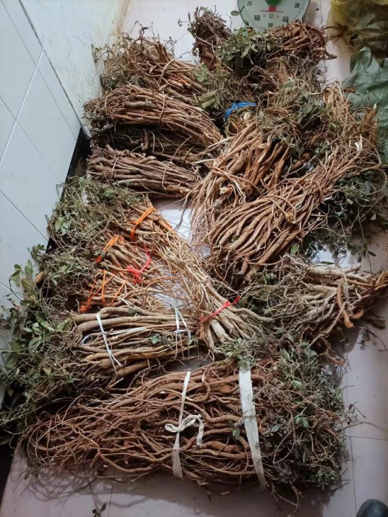 千斤拔新鲜，小叶包邮，小叶