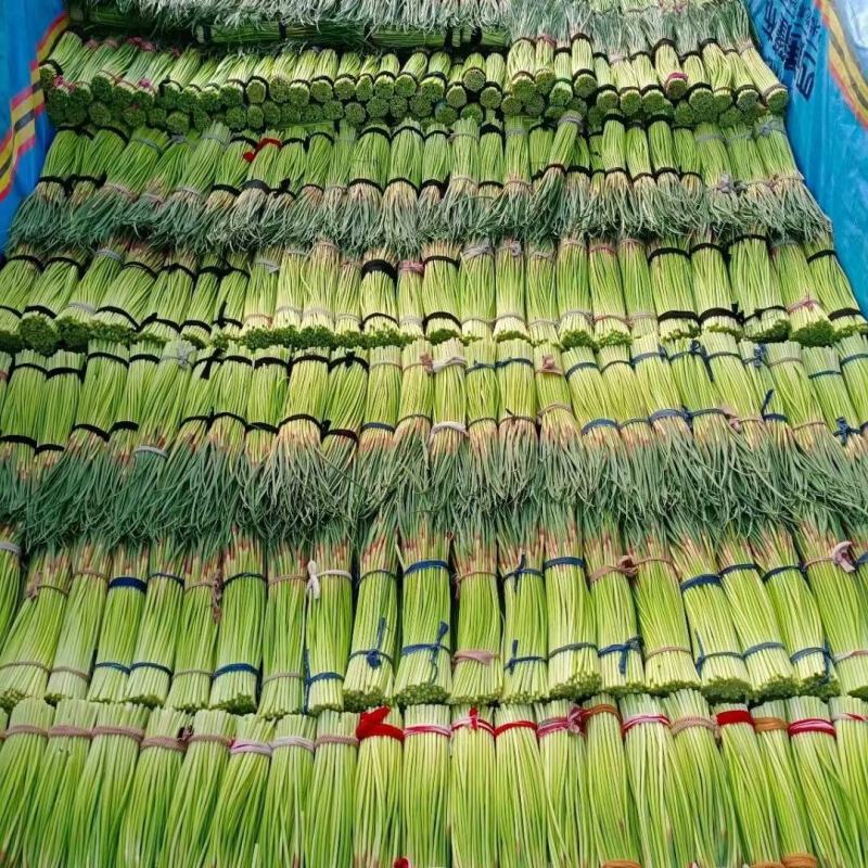 精品红帽蒜苔，大量上市，25-35左右量大市场