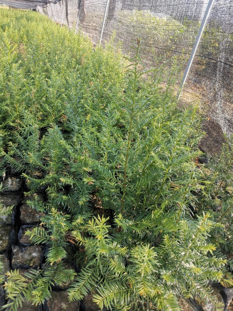 江西红豆杉小苗，基地直发，庭院绿化大量供应一手货