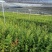 江西红豆杉小苗，基地直发，庭院绿化大量供应一手货