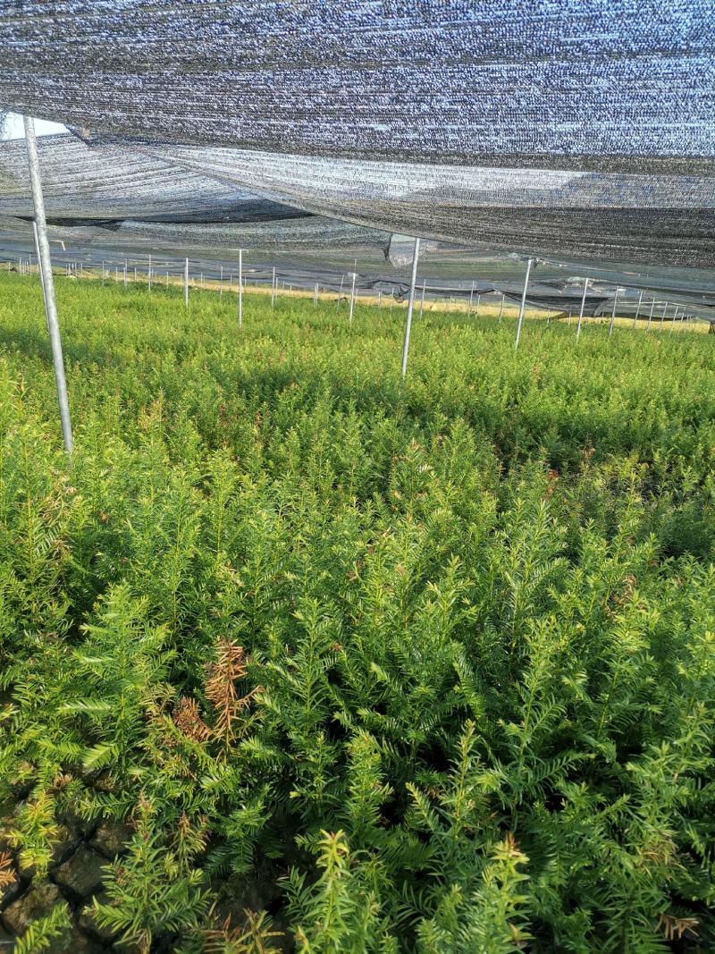 江西红豆杉小苗，基地直发，庭院绿化大量供应一手货