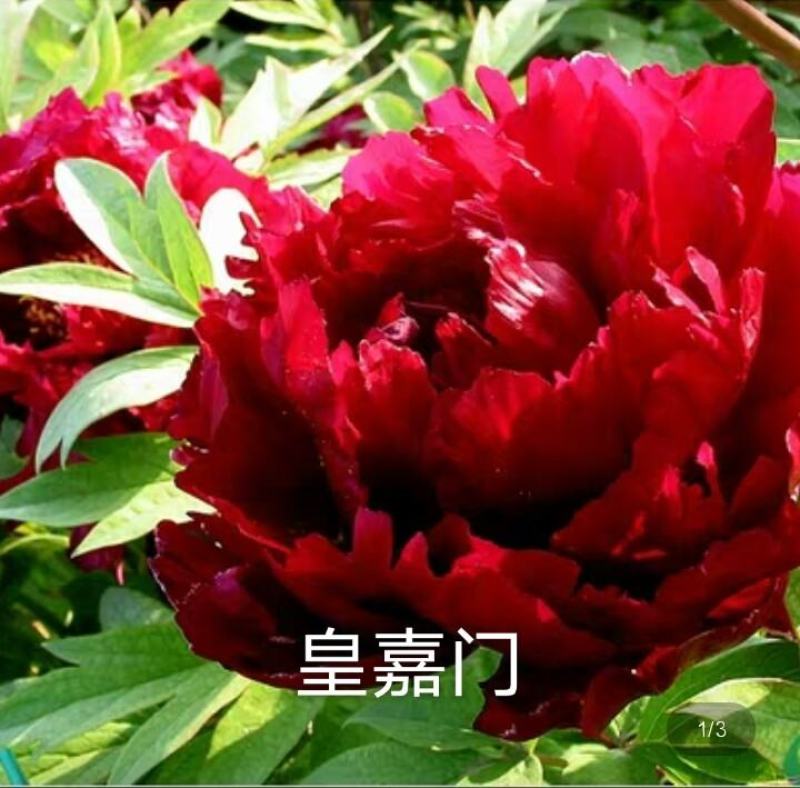 观赏牡丹带花苞土球一手货源量大从优欢迎来电