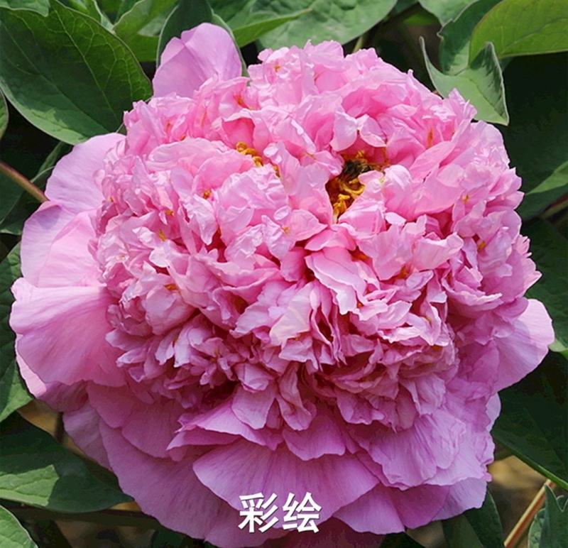 观赏牡丹带花苞土球一手货源量大从优欢迎来电