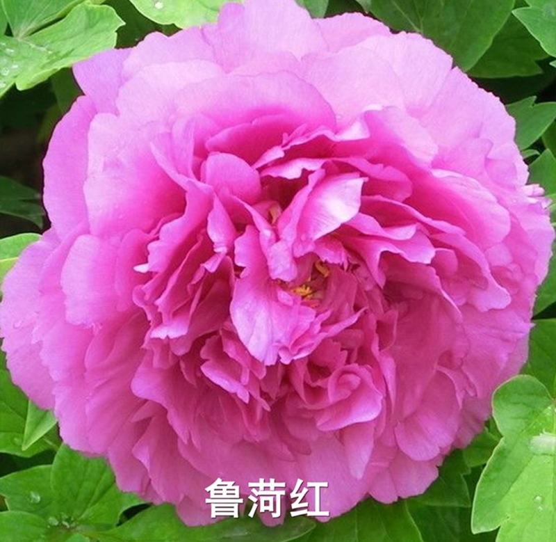 观赏牡丹带花苞土球一手货源量大从优欢迎来电