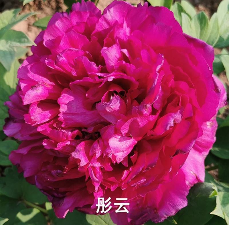 观赏牡丹带花苞土球一手货源量大从优欢迎来电