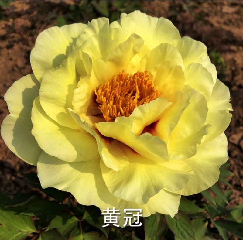 观赏牡丹带花苞土球一手货源量大从优欢迎来电