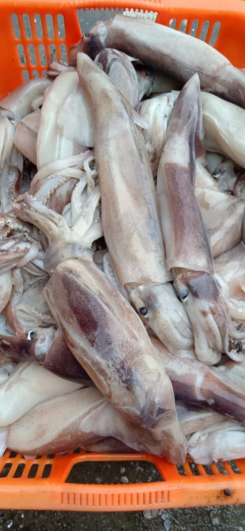 特价飞机鱿，新鲜鱿鱼，合适大排档，市场，酒店，社区团购