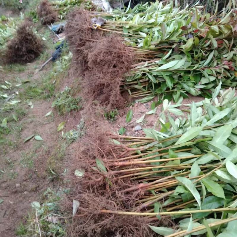 两年木荷苗地经0.8-1公分木荷小苗江西奉新木荷基地