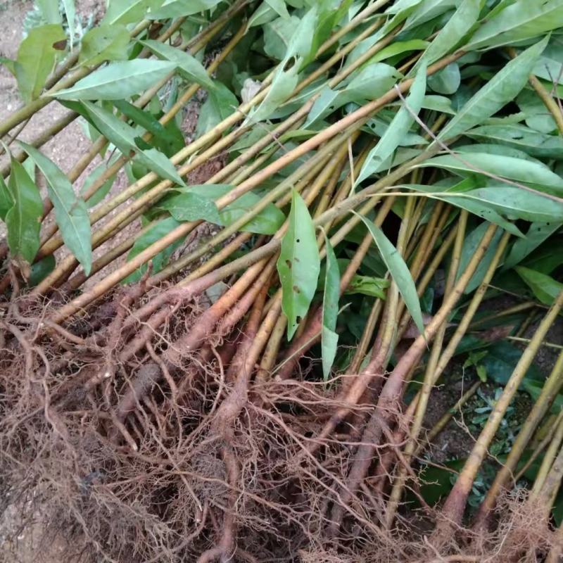 两年木荷苗地经0.8-1公分木荷小苗江西奉新木荷基地