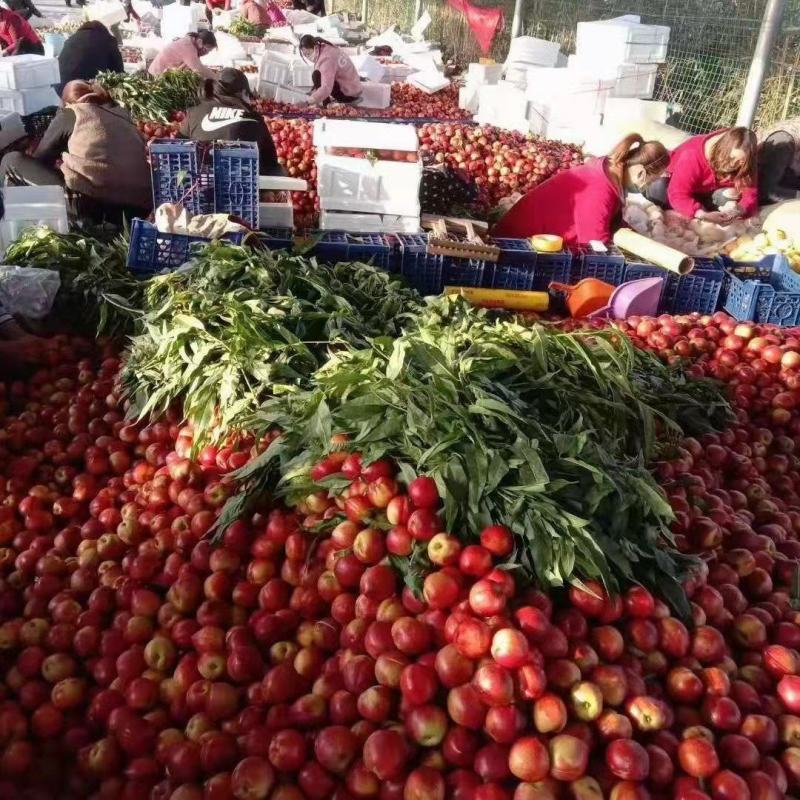 山东油桃山东大棚油桃批发市场油桃大量上市全国发货