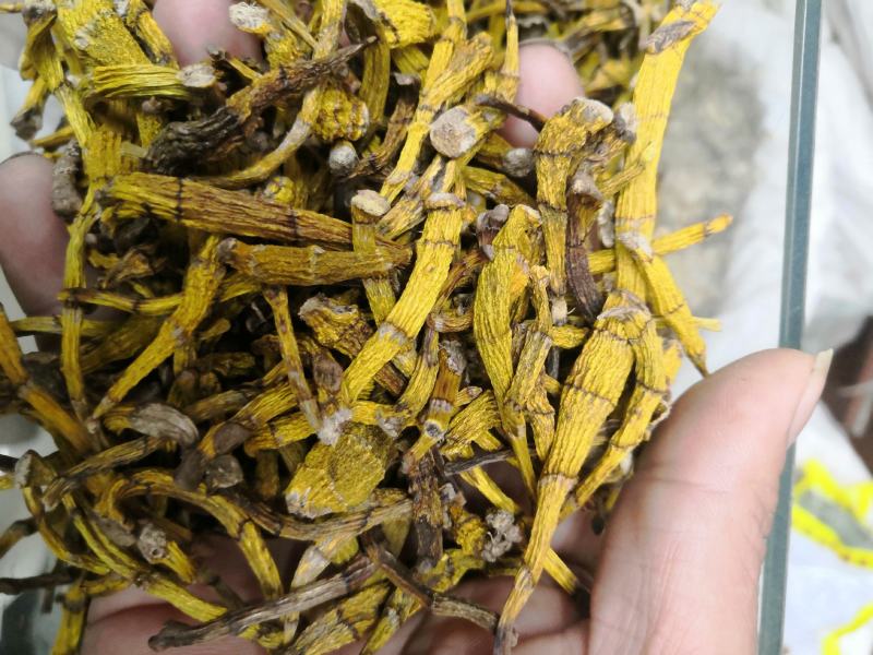 虎牙石斛老挝来的货源，纯干货，