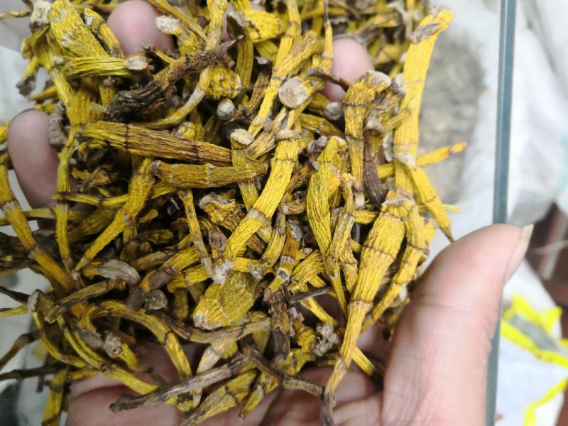 虎牙石斛老挝来的货源，纯干货，