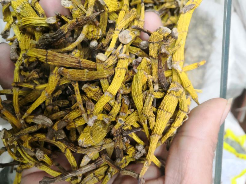 虎牙石斛老挝来的货源，纯干货，