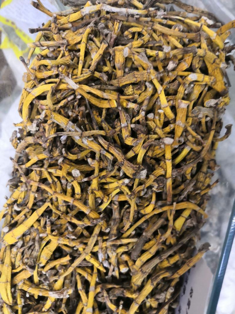 虎牙石斛老挝来的货源，纯干货，