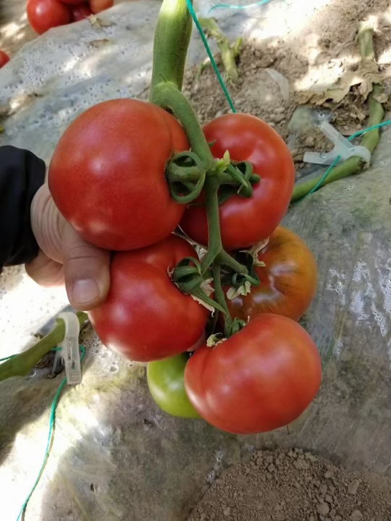 豫甜优五优质番茄种子大果型囗感好粉沙瓤无型大果280克