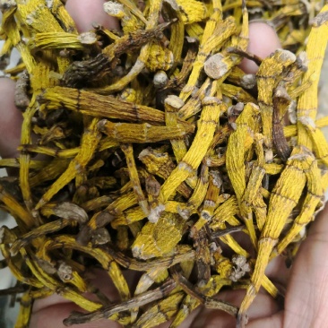 虎牙石斛老挝来的货源，纯干货，
