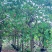 红花紫荆