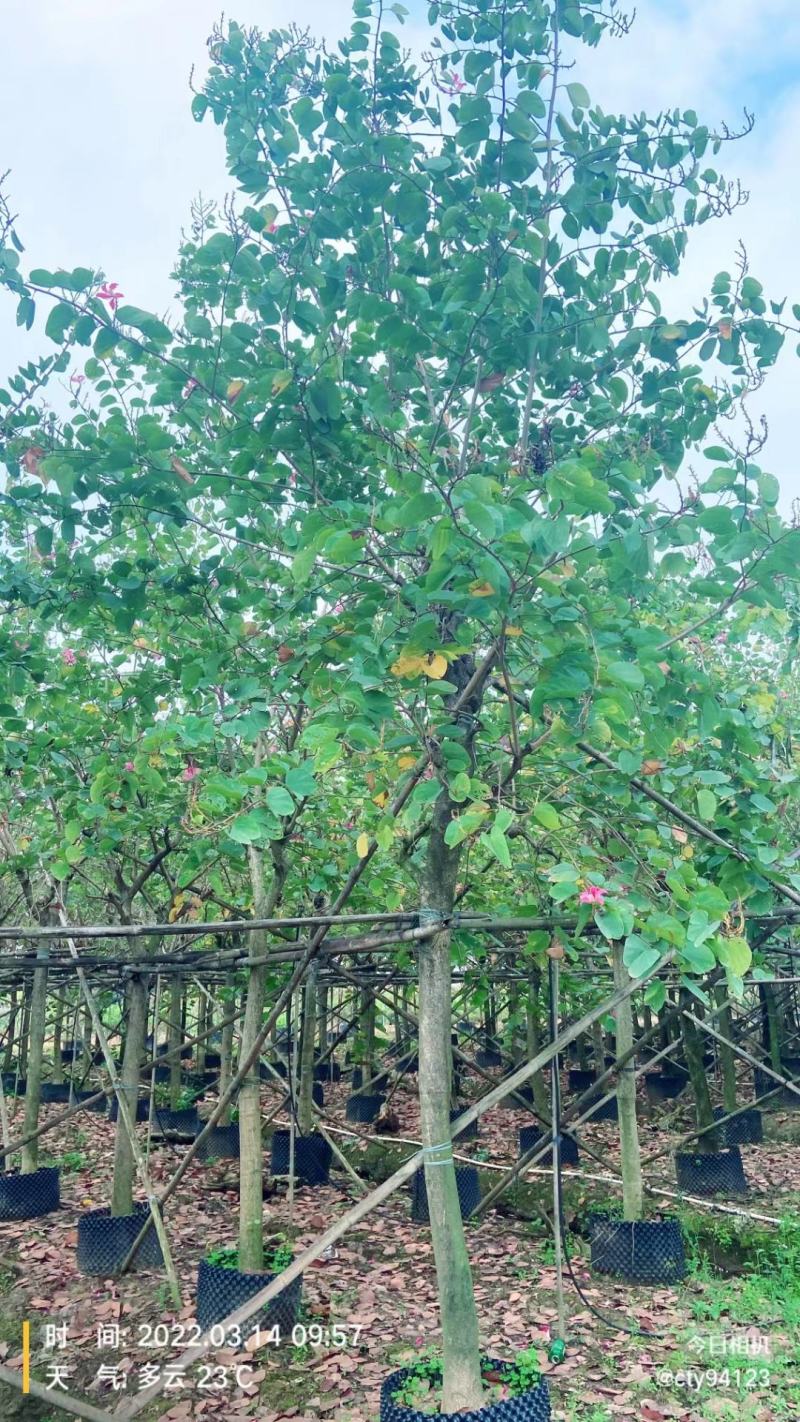 红花紫荆