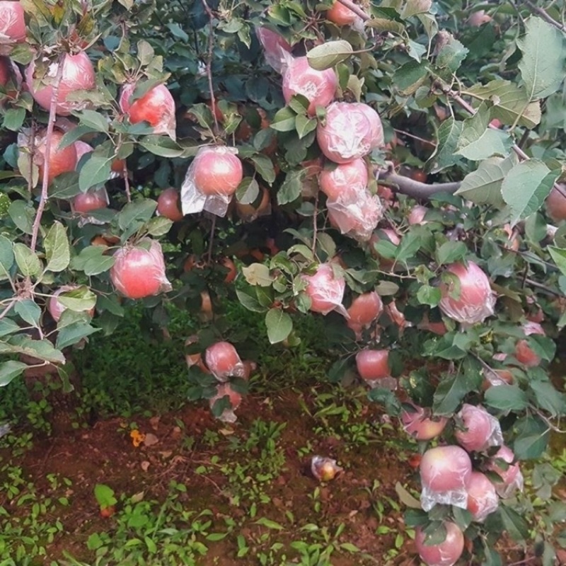 膜袋红富士苹果，电商果